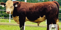 10 Reg. Hereford Bulls... E. Central OK