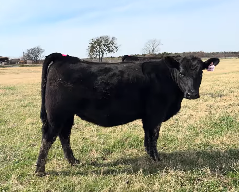 Cattle Range Listing Photo