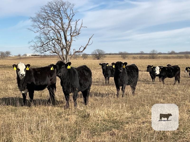 Cattle Range Listing Photo
