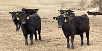 70 Angus & BWF Rep. Heifers... Southwest MO