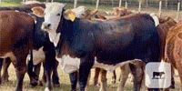 110 Tigerstripe & Chocolate Braford Rep. Heifers... Central TX