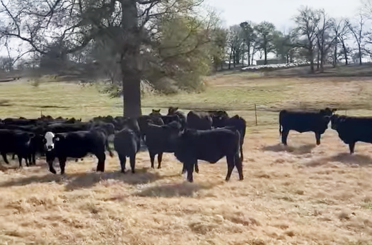 Cattle Range Listing Photo