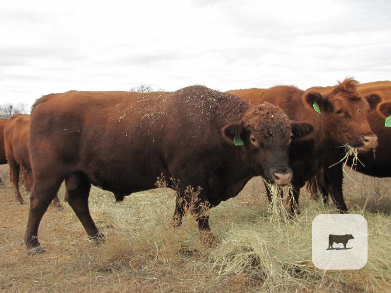 Cattle Range Listing Photo