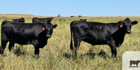 150 Angus, 'BWF' & Red Angus Bred Heifers... N. Central NE