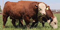 6 Hereford Bulls... Southwest MO