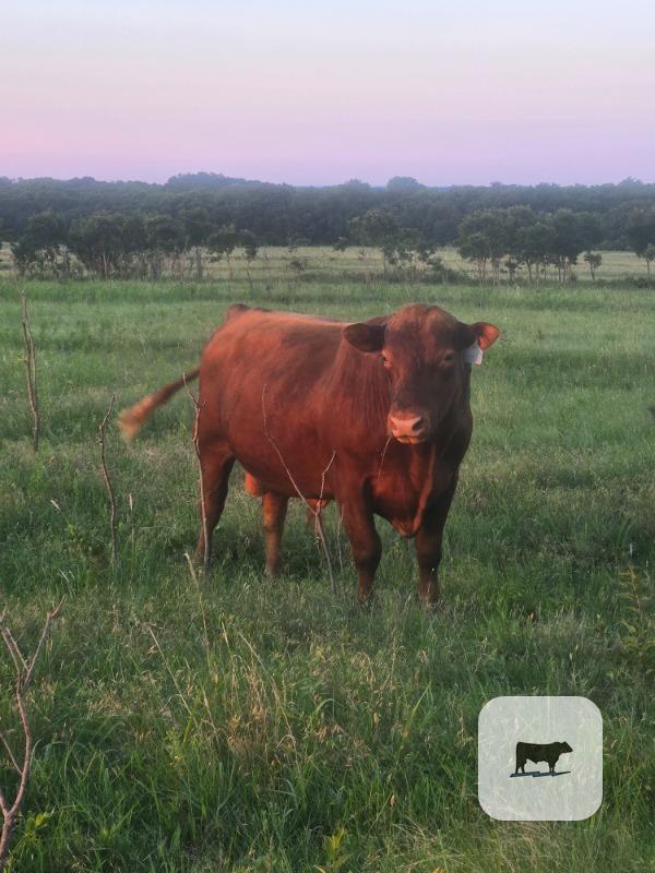 Cattle Range Listing Photo