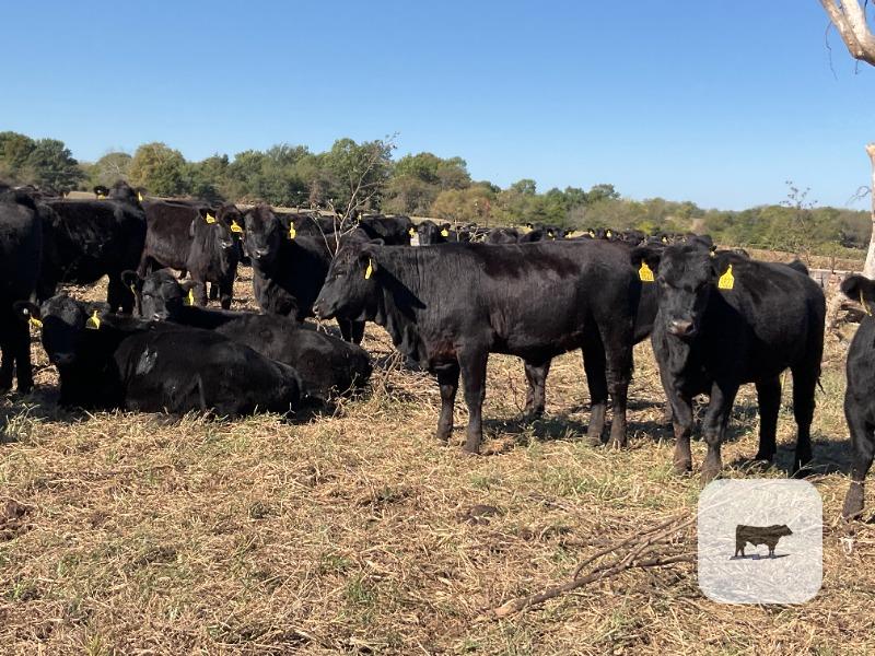 Cattle Range Listing Photo 3