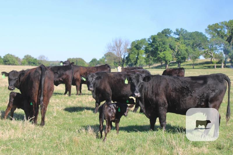 Cattle Range Listing Photo