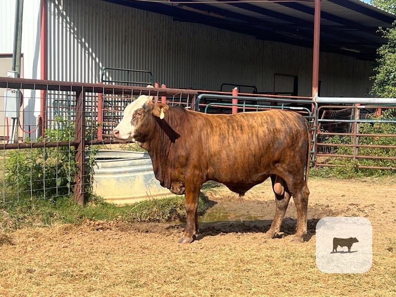 Cattle Range Listing Photo