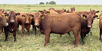 19 Red Angus 1st-Calf Heifers w/ 8+ Calves... Southwest MO