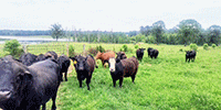 22 Purebred SimAngus Bred Heifers... Southwest AR