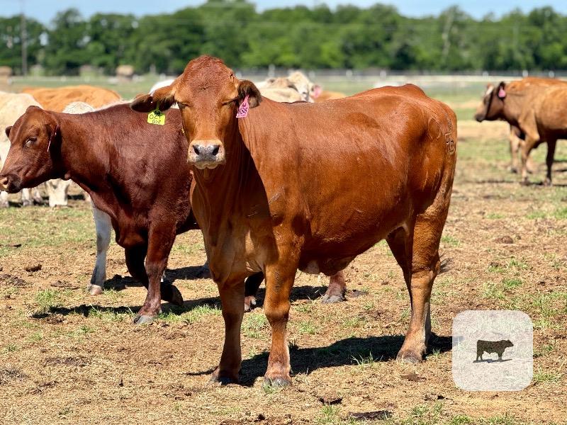 Cattle Range Listing Photo