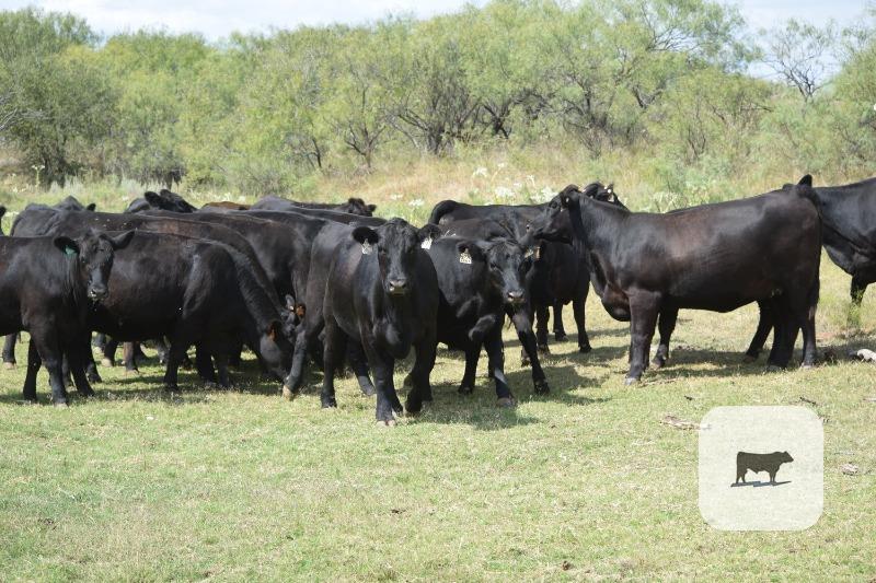 Cattle Range Listing Photo