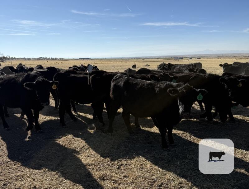Cattle Range Listing Photo