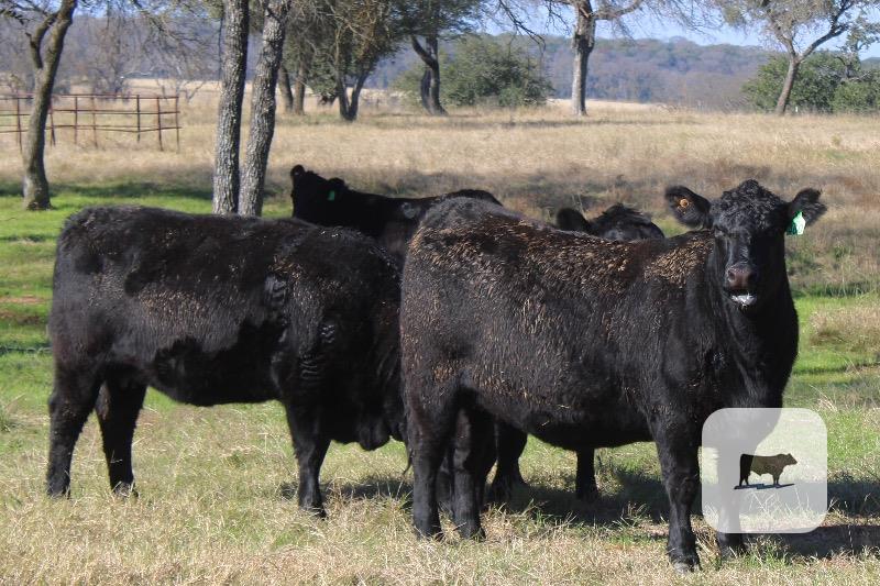 Cattle Range Listing Photo