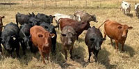 50 Angus, Red Angus & Charolais Cross Cows... W. Central TX