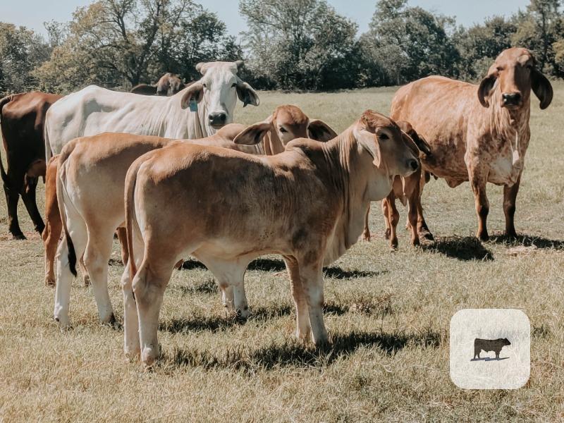 Cattle Range Listing Photo