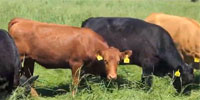 90 Angus, SimAngus, Red Angus & Charolais Cows... Southwest MO