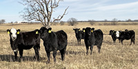 75 Angus & BWF Rep. Heifers... Southwest MO