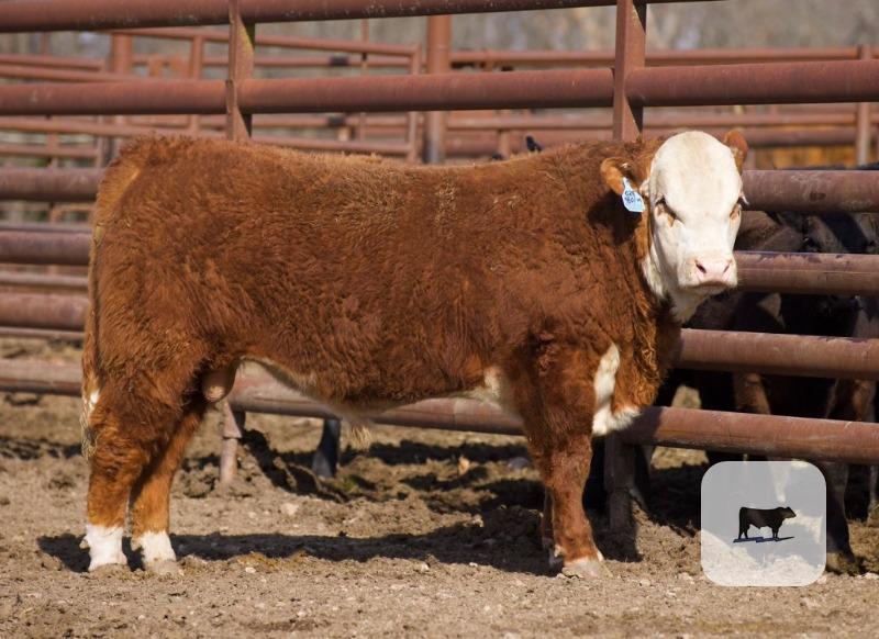 Cattle Range Listing Photo