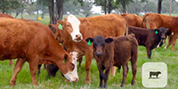 10 Red Angus/Hereford Cross 'RWF' 1st-Calf Pairs... Central TX