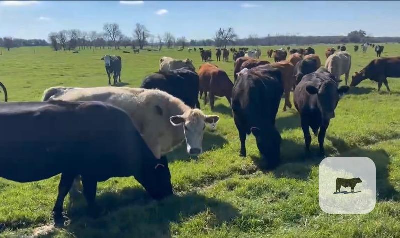 Cattle Range Listing Photo