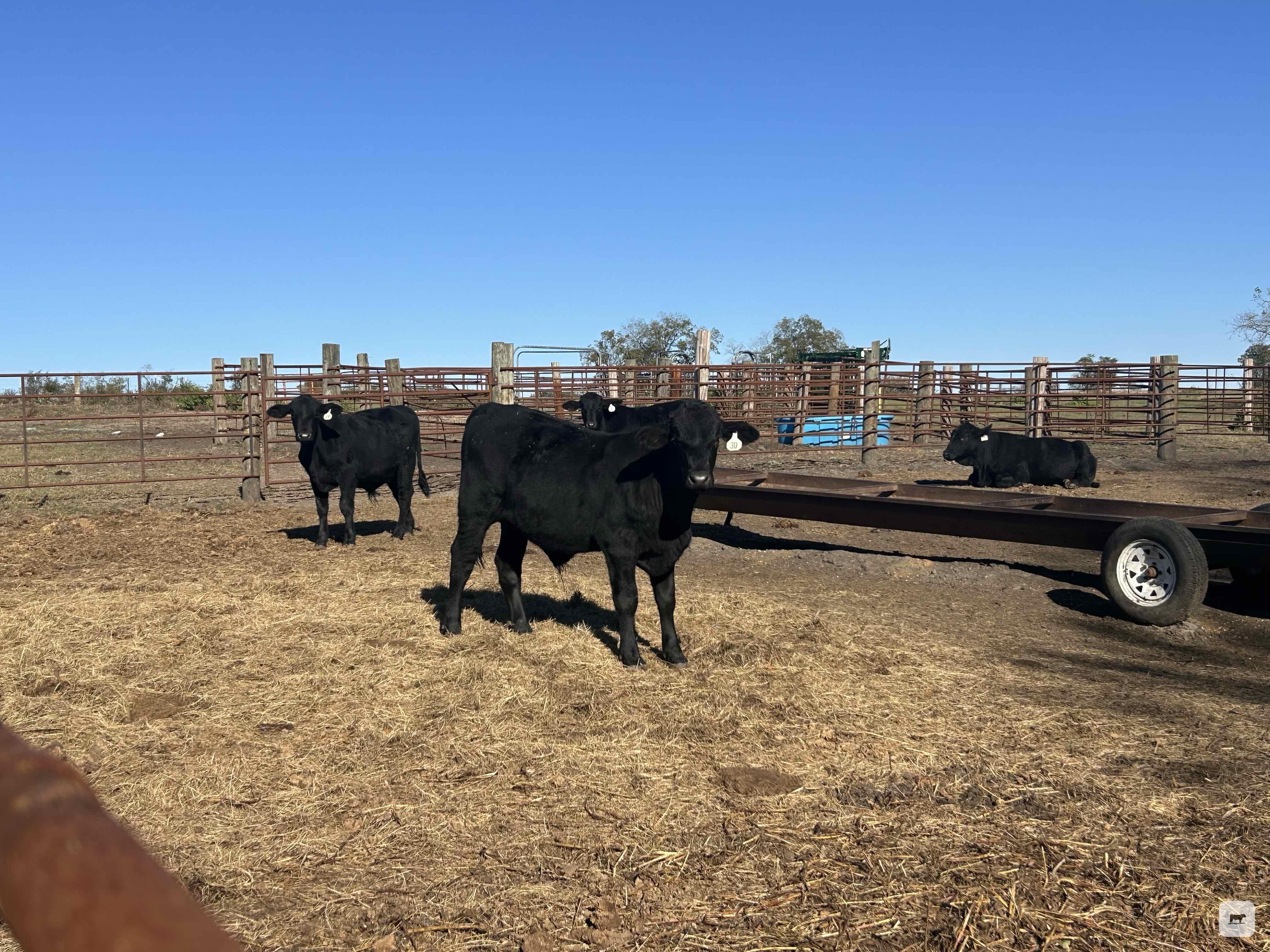 Cattle Range Listing Photo