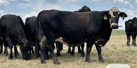 25 Angus & 'BWF' Cows... Central TX