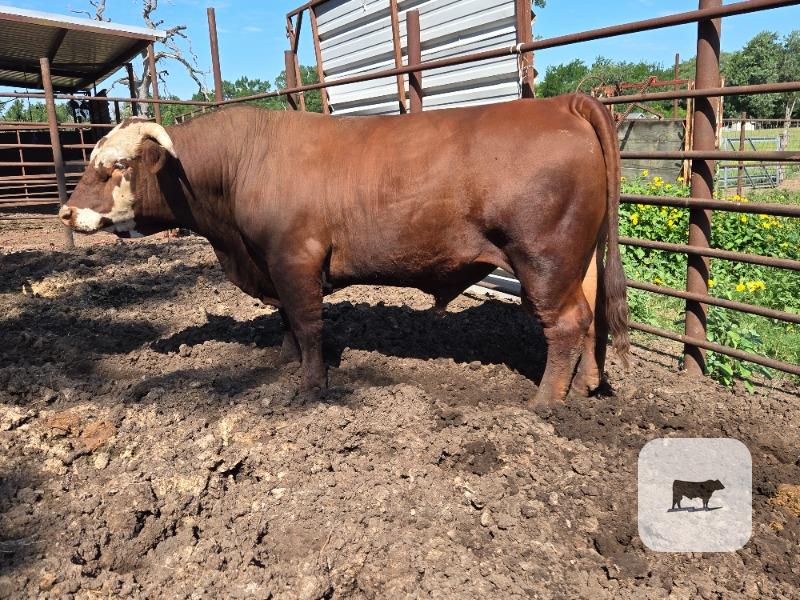 Cattle Range Listing Photo