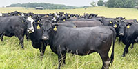 40 Angus & BWF Cows... SW Missouri