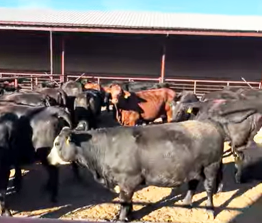 Cattle Range Listing Photo