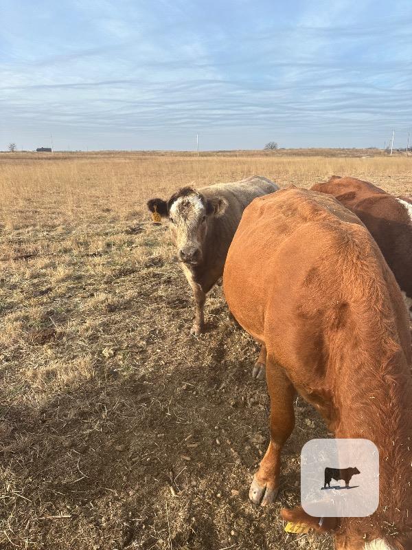 Cattle Range Listing Photo