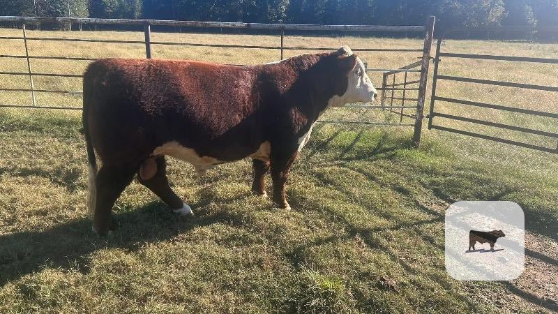 Cattle Range Listing Photo
