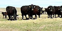 165	Angus Pairs... Northeast MT