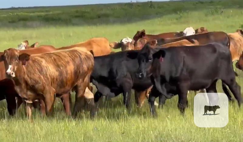 Cattle Range Listing Photo