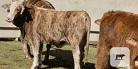 60 Tigerstripe & Chocolate Braford Rep. Heifers... Central TX