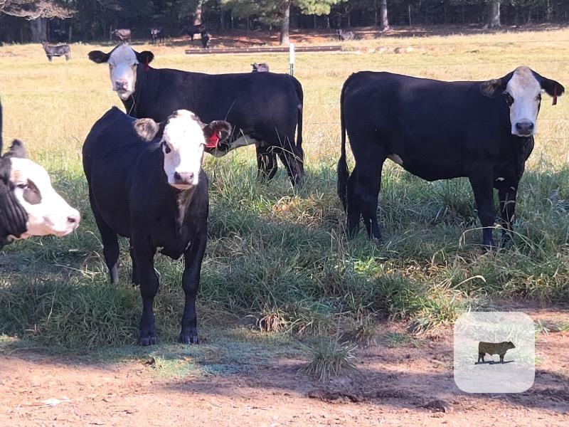 Cattle Range Listing Photo
