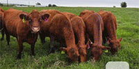 11 Red Angus Type Cows... Central TX