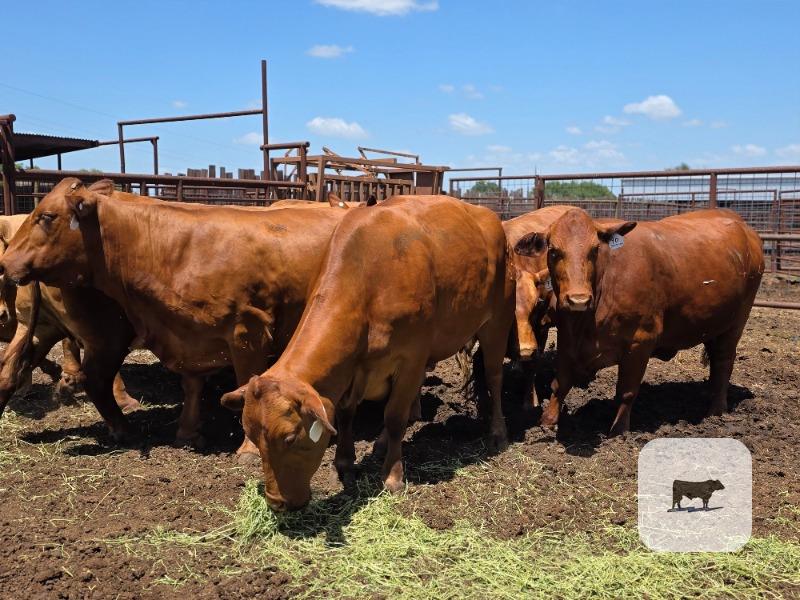 Cattle Range Listing Photo