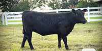 3 Reg. Angus Rep. Heifers... S. Central LA