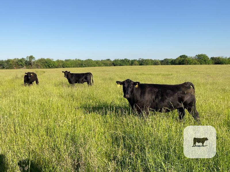 Cattle Range Listing Photo
