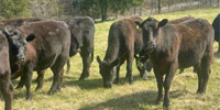 20 Angus & 'BWF' Bred Heifers... W. Central MO