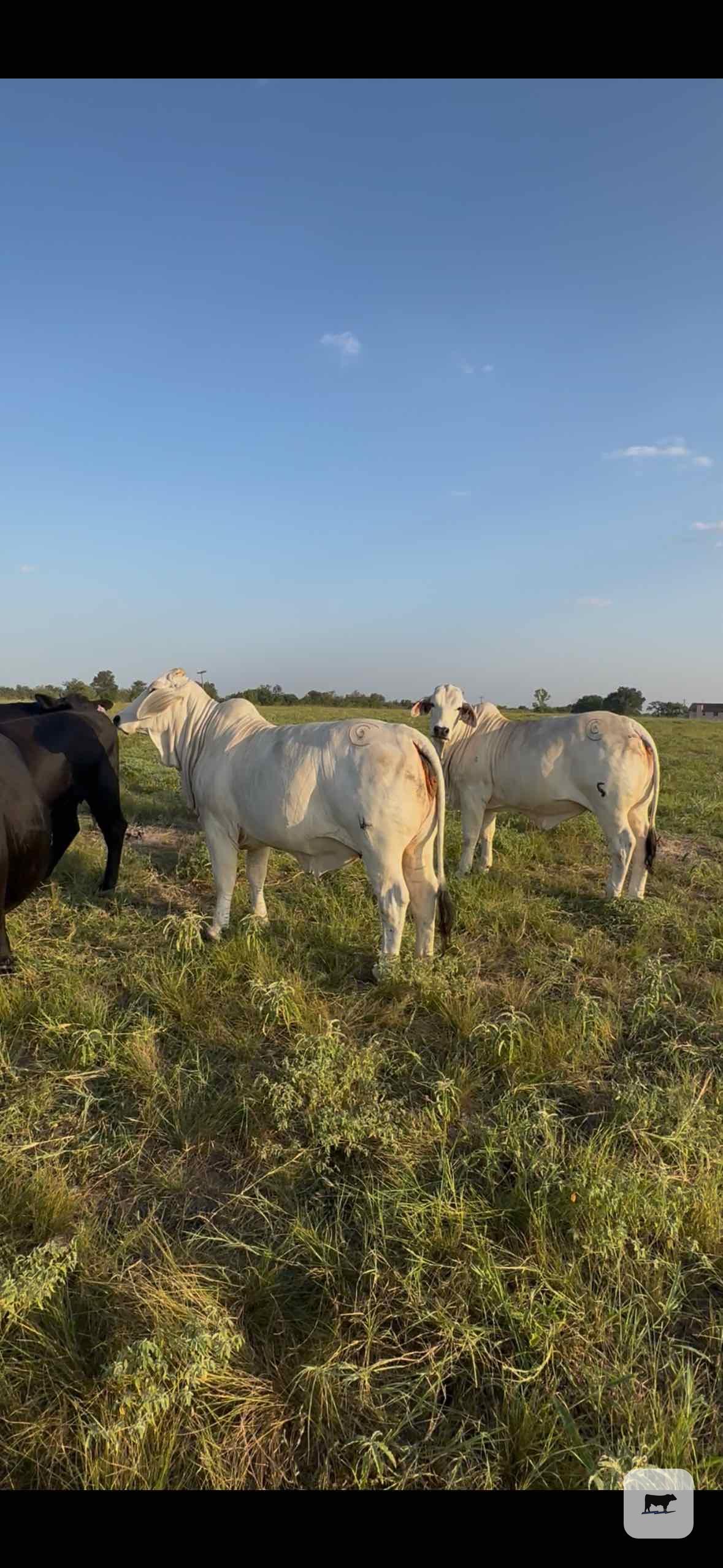 Cattle Range Listing Photo