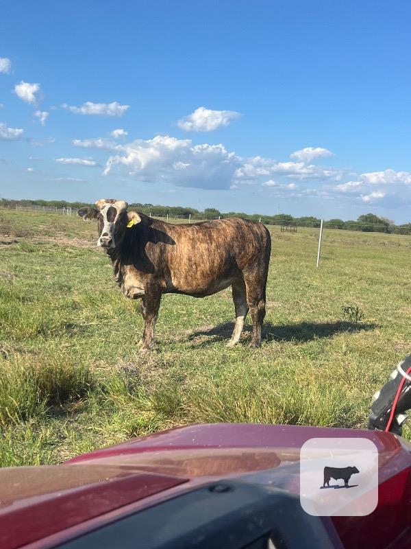 Cattle Range Listing Photo 2
