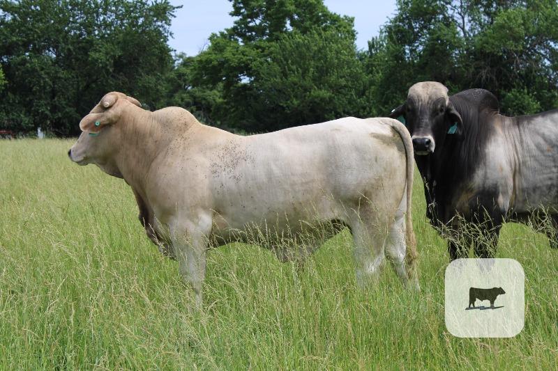 Cattle Range Listing Photo