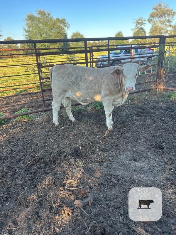 Cattle Range Listing Photo