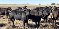70 Angus Rep. Heifers... Southwest MO