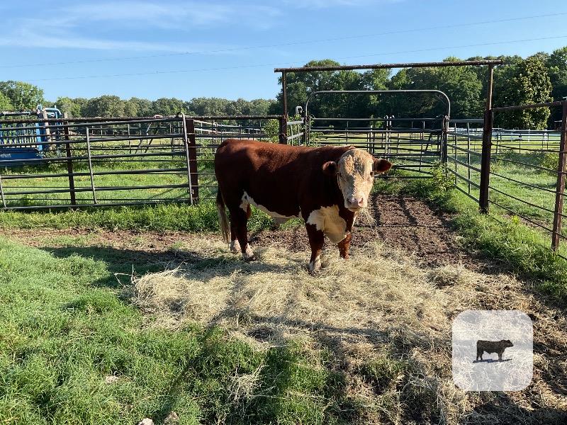 Cattle Range Listing Photo