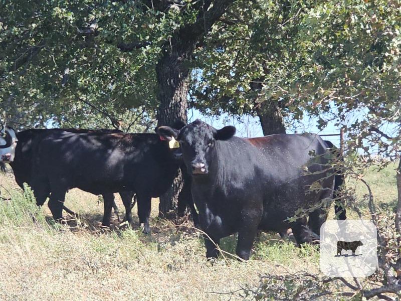 Cattle Range Listing Photo