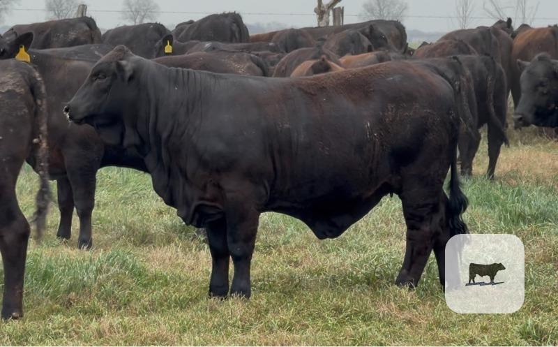 Cattle Range Listing Photo